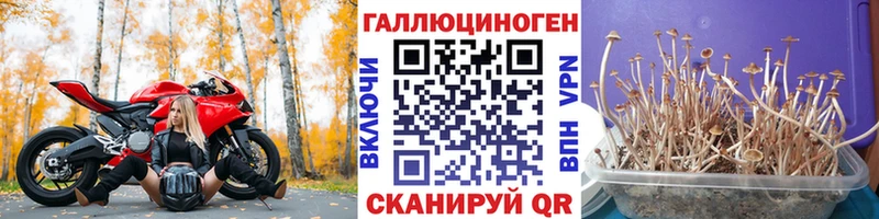 блэк спрут tor  продажа наркотиков  Приморск  Галлюциногенные грибы Psilocybine cubensis 
